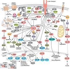 Cellular Metabolism Cell Signaling Technology