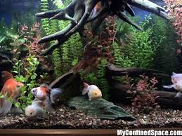 Position them according to instructions. Fancy Goldfish Aquarium Set Up Goldfish Aquarium Goldfish Aquarium Set