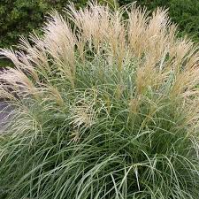 Image result for Miscanthus violaceus
