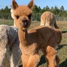 Maybe you would like to learn more about one of these? Alpaca Cost And Care Understanding The True Cost Of Alpaca Ownership