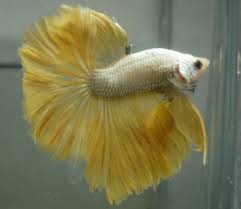 Live Tropical Fish Yellow Golden Dragon Rosetail Halfmoon Betta A7 Halfmoon Betta Betta Betta Fish
