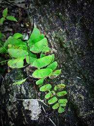 Image result for Adiantum mendoncae