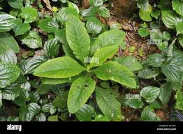 Image result for Elephantopus scaber