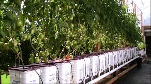 Update Dutch Bucket Hydroponic Tomatoes Oct 2012 Hd Youtube