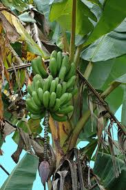 Image result for Musa paradisiaca