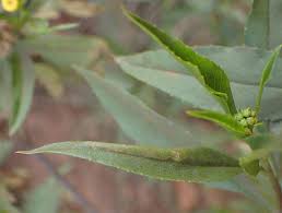 Image result for Psiadia punctulata