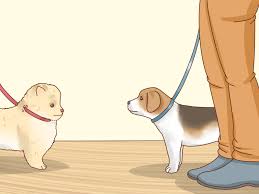 When he inevitably starts to pull, you should turn and walk in the opposite direction. 3 Ways To Care For An 8 Week Old Puppy Wikihow