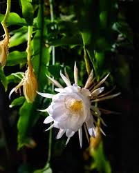 These moths are not only important in the pollination of the flowers, but they are also important food for birds. Queen Of The Night Cacti Care Guide