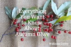 Bonus The Easiest Autumn Olive Fruit Leather Recipe Autumn Olive Is A Little Berry With Great Potential Its Hig Autumn Olive Autumn Berry Recipes Olive Plant