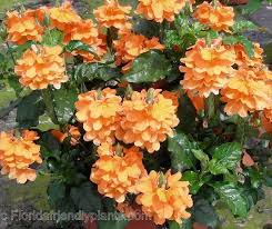 Good for containers, including hanging baskets, and for shady gardens. 64 Fl Shade Plants Ideas Shade Plants Plants Shade Garden
