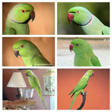 That is perhaps one of the first concepts a prospective grey owner needs to consider. How To Tell If Indian Or African Ringneck Avian Avenue Parrot Forum