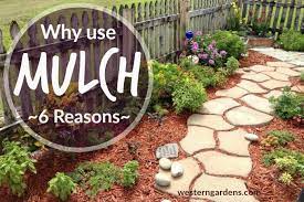 Place the bale at one end of the garden and clip the ties that run around the bale. Marvelous Garden Mulch Western Garden Centers