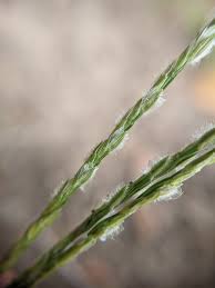 Image result for Digitaria diagonalis