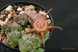 Image result for Duvalia