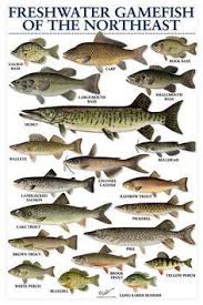 Freshwater Game Fish Of Northeast Fish Chart Fish Types Of Fish