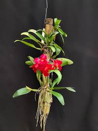 Cattleya Mini Doris 'Red Dragon'