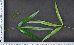 Image result for Searsia lancea