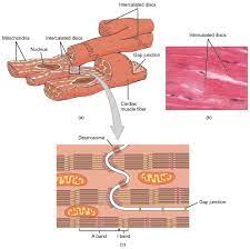 Openstax Cnx Cardiac Muscle Cell Anatomy And Physiology Physiology