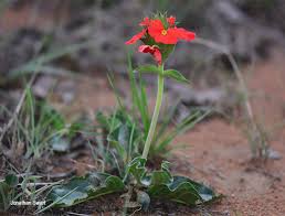 Image result for Crossandra greenstockii