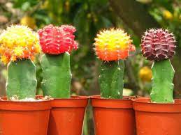 As a person who has not only cared. What Are Grafted Cacti World Of Succulents
