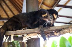 Kedi Diskisindan Uretilen Dunyanin En Pahali Kahvesi Kopi Luwak Kilosu 1000 Dolar Ntv
