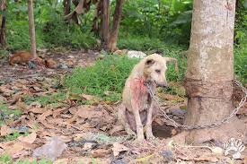 1 Million Dogs Die For Indonesia S Dog Meat Trade But Most People Don T Eat It So Why Is It Happening