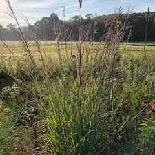 Image result for Andropogon