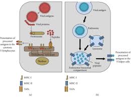 Image result for Antigen Processing