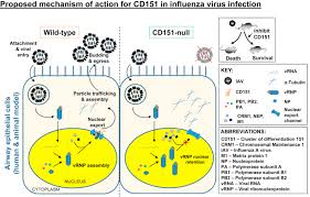 Maybe you would like to learn more about one of these? Cd151 A Novel Host Factor Of Nuclear Export Signaling In Influenza Virus Infection Journal Of Allergy And Clinical Immunology