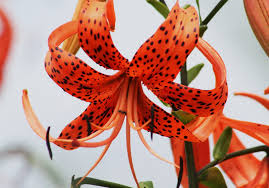 Check spelling or type a new query. Lilium Lancifolium Tiger Lily North Carolina Extension Gardener Plant Toolbox