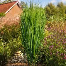 Saulen Rutenhirse Northwind Im Ca 9 Cm Topf Online Kaufen Bei Gartner Potschke Rutenhirse Ziergras Gartengestaltung