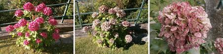 Fiori freschi fiori primaverili fiori bianchi bellissimi fiori disposizioni floreali moderne centrotavola fiori artigianali fiori fotografie bouquet sposi addobbi fiori matrimonio brescia. Come Creare Una Composizione Con Le Ortensie Sfiorite Community Lm