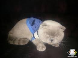 Satilik Scottish Fold Panosundaki Pin