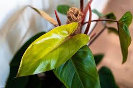 View this post on instagram. Red Emerald Philodendron Care Guide Philodendron Erubescens