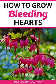 How To Grow Bleeding Hearts In 2020 Shade Loving Perennials Easy Perennials Flowers Planting Flowers