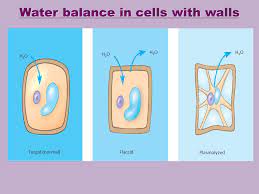 Check spelling or type a new query. Cell Movement Passivetransport Honors Biology Ms Kim Ppt Download