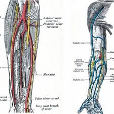 Learn about major blood vessels with free interactive flashcards. Generic Map Of Superficial Blood Vessels On The Face Courtesy Of Download Scientific Diagram