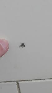 small black fly seems to like humidity