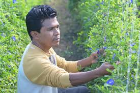 Image result for Clitoria