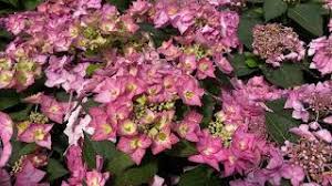 Select from premium cancan dancing of the highest quality. Let S Dance Cancan Hydrangea Garden Crossings Youtube