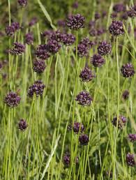 Image result for Alliaceae