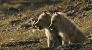 With tenor, maker of gif keyboard, add popular wolves animated gifs to your conversations. Lobo Howling Gif Lobo Howling Wolves Discover Share Gifs