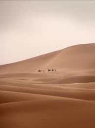 Camel riding in morocco was a hugely positive experience for me. Hd Wallpaper Three Person Riding On Camel Beside Man Walking On Sand Desert Wallpaper Flare