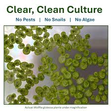 Image result for Globia algae