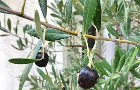 オリーブの木の育て方 鉢植えで室内で育てるには 植え替えの時期は Horti ホルティ By Greensnap