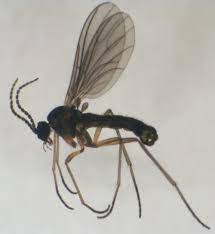 Swat team pest control overview. Swat Team Pest Control
