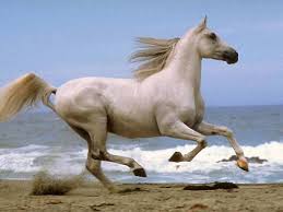 En Guzel At Resimleri Google Da Ara Cavalli Bianchi Immagini Di Cavallo Cavalli Bellissimi