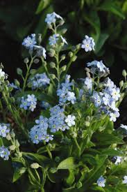 Image result for Limeum myosotis