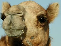 Camel blue is simply a newer name for camel lights when the us government banned the word light from being used to describe cigarettes in the us. Katie Puckrik On Twitter Smell Fact Camels Favorite Smell Is Tobacco Smell