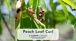 Maybe you would like to learn more about one of these? Peach Leaf Curl University Of Illinois Extension